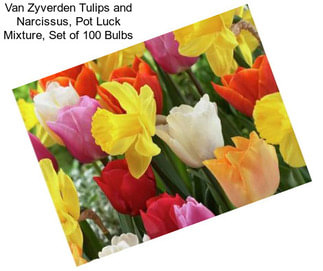 Van Zyverden Tulips and Narcissus, Pot Luck Mixture, Set of 100 Bulbs