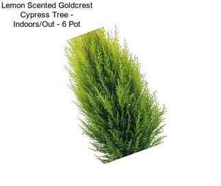 Lemon Scented Goldcrest Cypress Tree - Indoors/Out - 6\