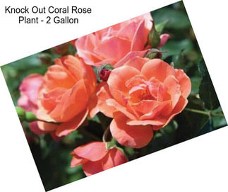 Knock Out Coral Rose Plant - 2 Gallon