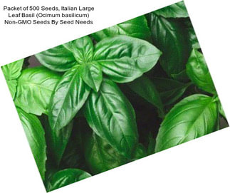 Packet of 500 Seeds, Italian Large Leaf Basil (Ocimum basilicum) Non-GMO Seeds By Seed Needs