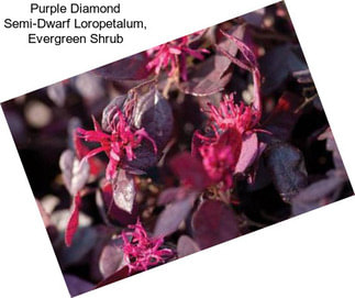 Purple Diamond Semi-Dwarf Loropetalum, Evergreen Shrub