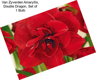 Van Zyverden Amaryllis, Double Dragon, Set of 1 Bulb