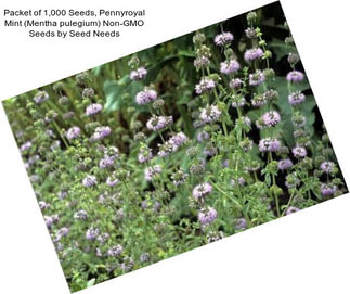 Packet of 1,000 Seeds, Pennyroyal Mint (Mentha pulegium) Non-GMO Seeds by Seed Needs