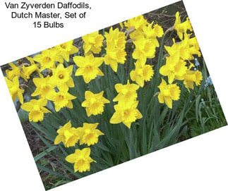 Van Zyverden Daffodils, Dutch Master, Set of 15 Bulbs