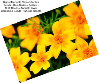 Signet Marigold Flower Garden Seeds - Gem Series - Golden - 1000 Seeds - Annual Flower Gardening Seeds - Tagetes signata