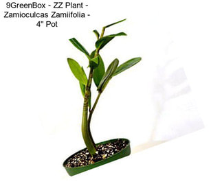 9GreenBox - ZZ Plant - Zamioculcas Zamiifolia - 4\'\' Pot