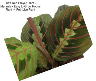 Hirt\'s Red Prayer Plant - Maranta - Easy to Grow House Plant -4\