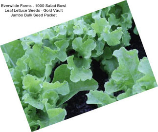 Everwilde Farms - 1000 Salad Bowl Leaf Lettuce Seeds - Gold Vault Jumbo Bulk Seed Packet