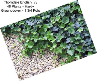 Thorndale English Ivy 48 Plants - Hardy Groundcover - 1 3/4\