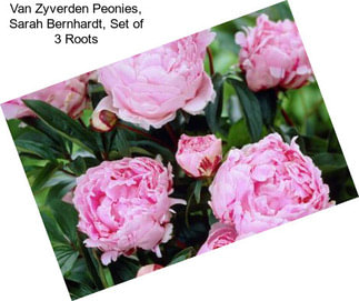 Van Zyverden Peonies, Sarah Bernhardt, Set of 3 Roots