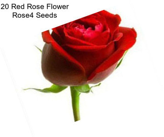 20 Red Rose Flower Rose4 Seeds