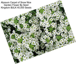 Alyssum Carpet of Snow Nice Garden Flower By Seed Kingdom BULK 40,000 Seeds
