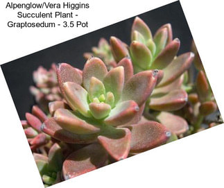 Alpenglow/Vera Higgins Succulent Plant - Graptosedum - 3.5\