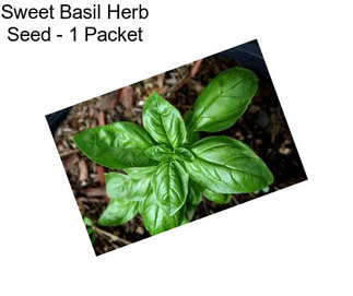 Sweet Basil Herb Seed - 1 Packet