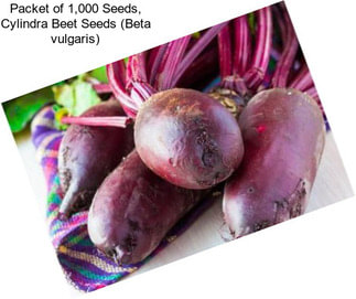 Packet of 1,000 Seeds, Cylindra Beet Seeds (Beta vulgaris)