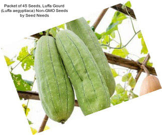 Packet of 45 Seeds, Luffa Gourd (Luffa aegyptiaca) Non-GMO Seeds by Seed Needs