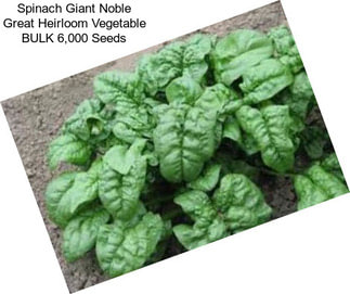 Spinach Giant Noble Great Heirloom Vegetable BULK 6,000 Seeds