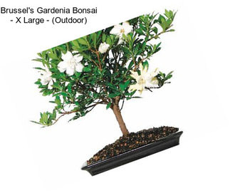 Brussel\'s Gardenia Bonsai - X Large - (Outdoor)