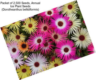 Packet of 2,500 Seeds, Annual Ice Plant Seeds (Dorotheanthus bellidiformis)