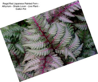 Regal Red Japanese Painted Fern - Athyrium - Shade Lover - Live Plant - Gallon Pot