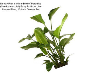Delray Plants White Bird of Paradise (Strelitzia nicolai) Easy To Grow Live House Plant, 10-inch Grower Pot