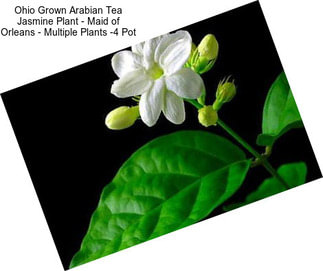 Ohio Grown Arabian Tea Jasmine Plant - Maid of Orleans - Multiple Plants -4\