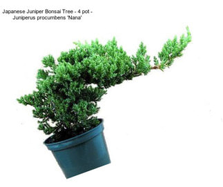 Japanese Juniper Bonsai Tree - 4\