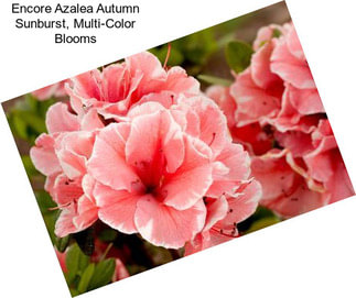 Encore Azalea Autumn Sunburst, Multi-Color Blooms