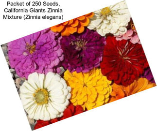 Packet of 250 Seeds, California Giants Zinnia Mixture (Zinnia elegans)