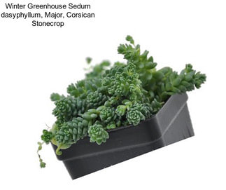 Winter Greenhouse Sedum dasyphyllum, Major, Corsican Stonecrop