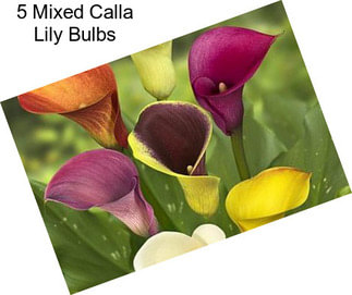 5 Mixed Calla Lily Bulbs