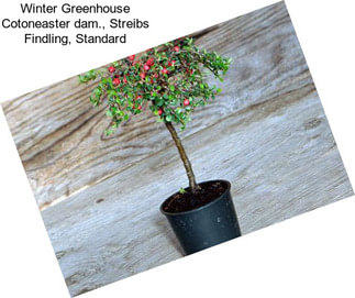 Winter Greenhouse Cotoneaster dam., Streibs Findling, Standard