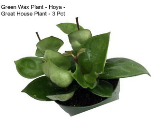 Green Wax Plant - Hoya - Great House Plant - 3\