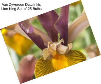 Van Zyverden Dutch Iris Lion King Set of 25 Bulbs