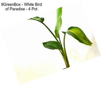 9GreenBox - White Bird of Paradise - 4\