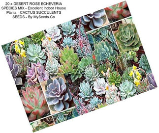 20 x DESERT ROSE ECHEVERIA SPECIES MIX - Excellent Indoor House Plants - CACTUS SUCCULENTS SEEDS - By MySeeds.Co