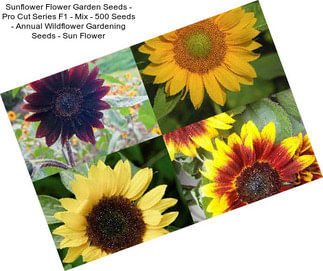 Sunflower Flower Garden Seeds - Pro Cut Series F1 - Mix - 500 Seeds - Annual Wildflower Gardening Seeds - Sun Flower