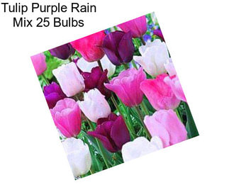 Tulip Purple Rain Mix 25 Bulbs