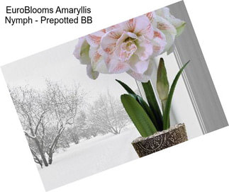 EuroBlooms Amaryllis Nymph - Prepotted BB