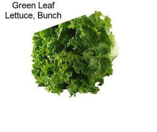Green Leaf Lettuce, Bunch