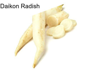 Daikon Radish