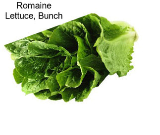 Romaine Lettuce, Bunch