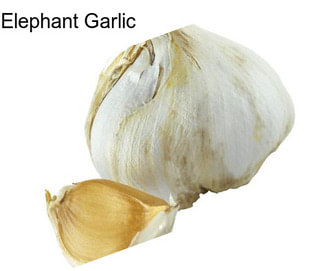 Elephant Garlic