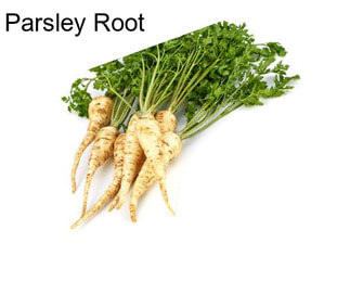 Parsley Root