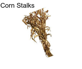 Corn Stalks