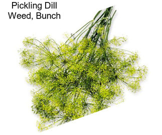 Pickling Dill Weed, Bunch