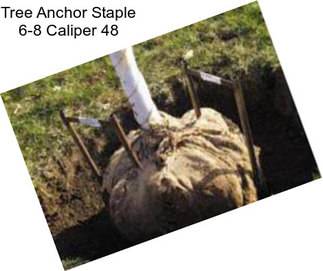 Tree Anchor Staple 6\