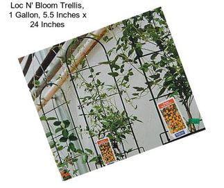 Loc N\' Bloom Trellis, 1 Gallon, 5.5 Inches x 24 Inches