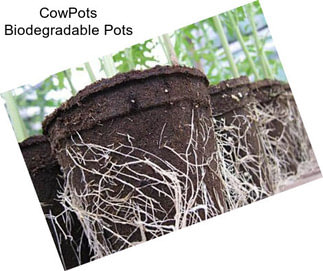 CowPots Biodegradable Pots