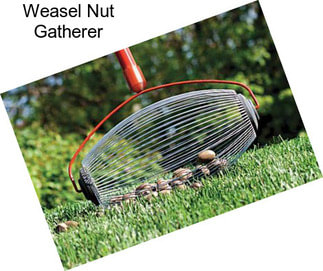 Weasel Nut Gatherer